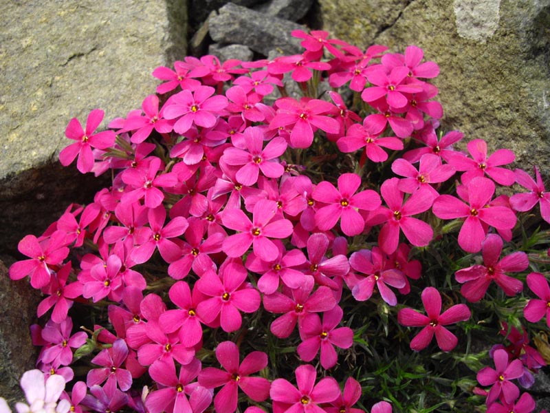 Phlox douglasii'Crackerjack'